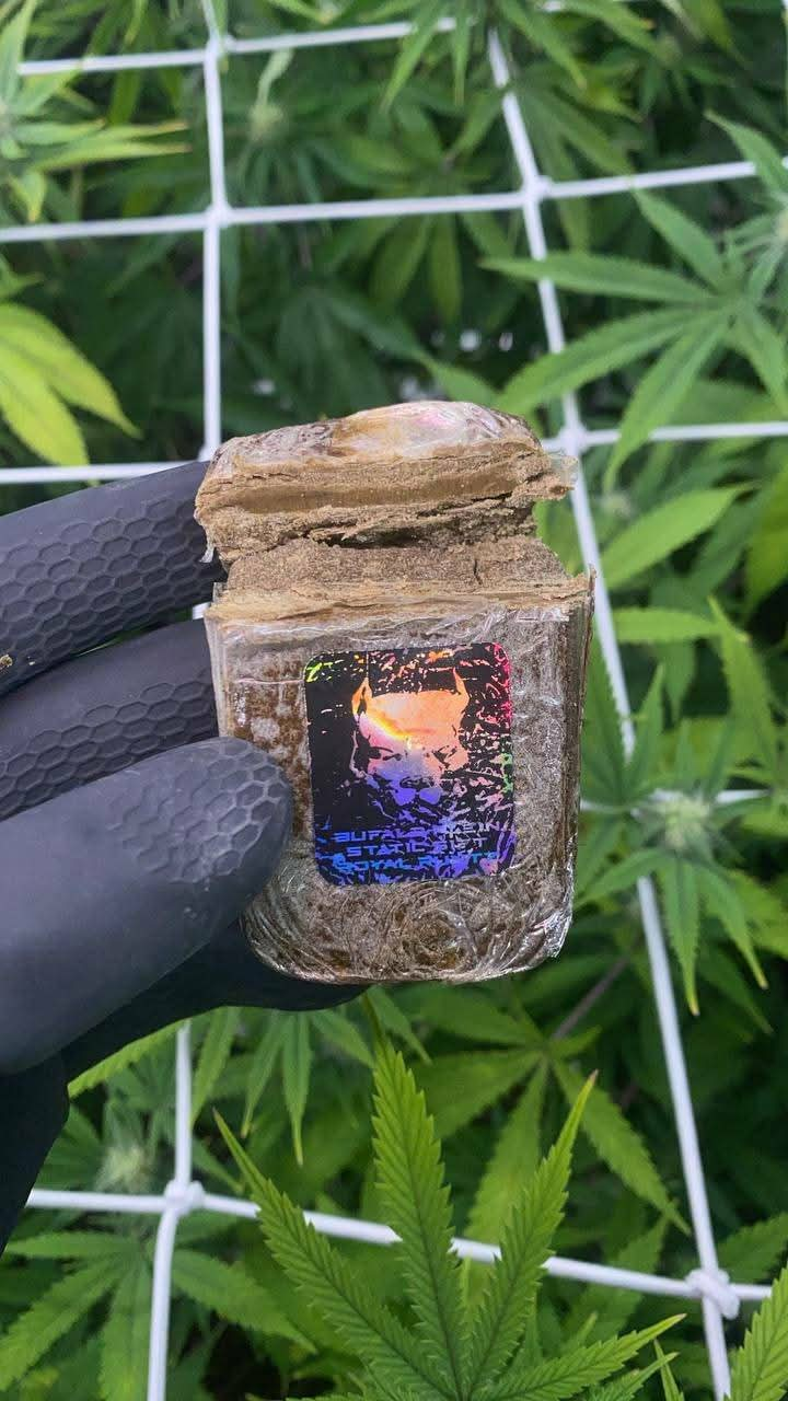 buffalo plein frozen sift hash buffalo plein frozen sift hash