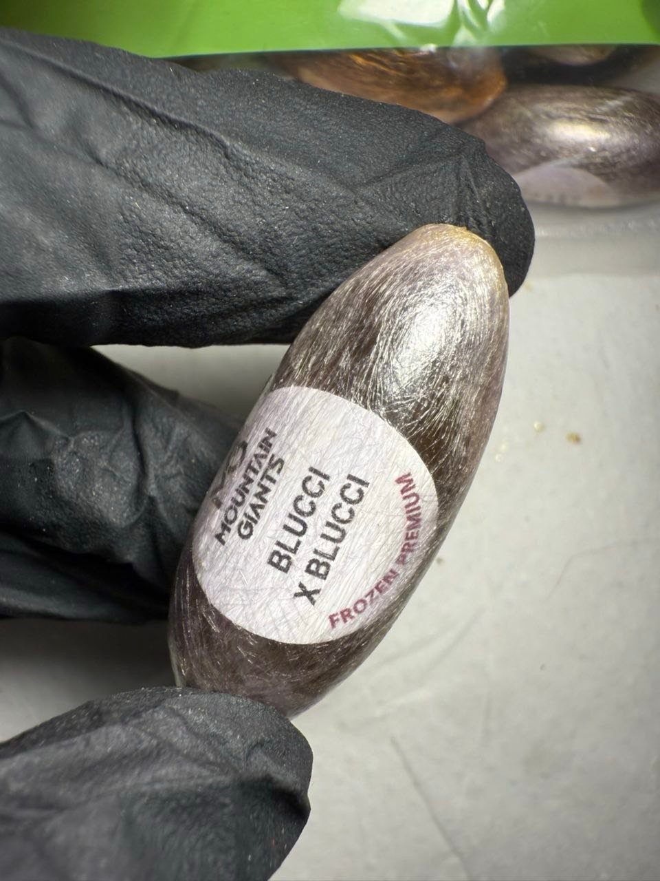 mountain giants hash egg 3.jpg mountain giants hash egg 3.jpg